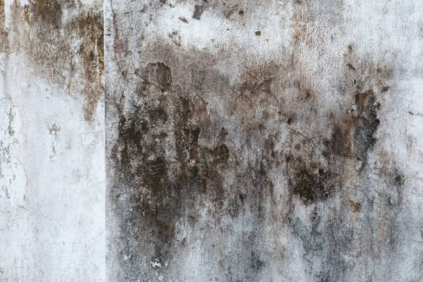 Best Forensic Mold Investigation  in Tulare, CA