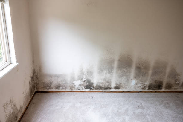 Best Mold Documentation for Insurance Claims  in Tulare, CA