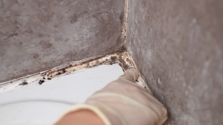 Best HVAC Mold Inspection and Cleaning  in Tulare, CA