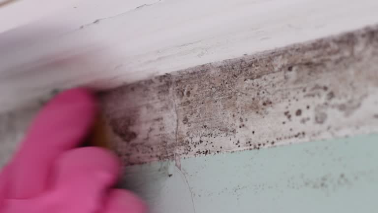 Mold Odor Removal Services in Tulare, CA